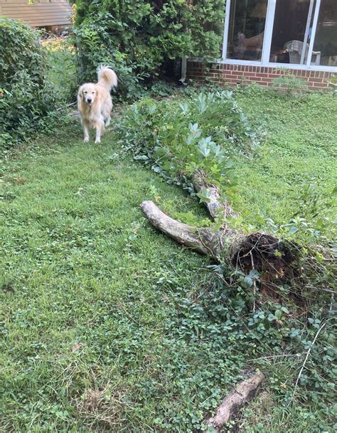 Image result for Rotted Tree