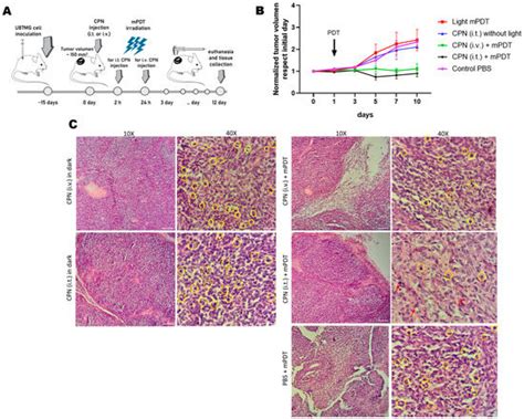 Metronomic Photodynamic Therapy with Conjugated Polymer Nanoparticles ...