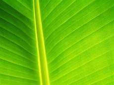 Backgrounds Green by Wallpapers Green Leaf Wallpapers Backgrounds Green