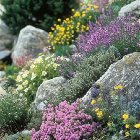 21 Low-Maintenance Alpine Garden Ideas to Beautify Your Garden