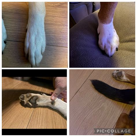 Trims and Treats, Legion Dog and Cat Supply, Clarksville, 7 December ...