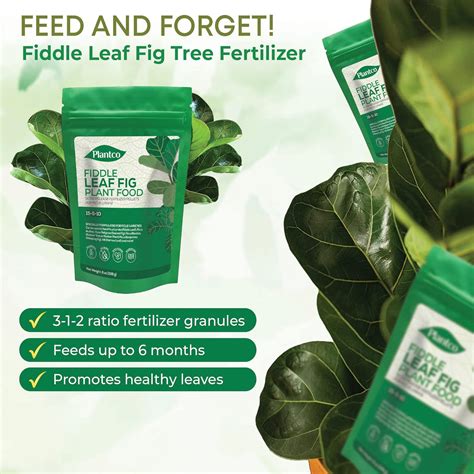 Fiddle Leaf Fig Tree Plant Food NPK 15-5-10 » Plantco