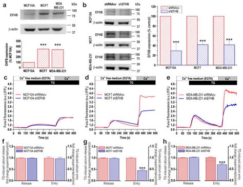Cancers | Special Issue : Calcium Signaling Remodeling and Functional ...