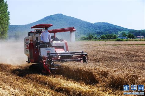 屈伟力 | 小麦、菜籽收获季 | 摄影图片记_麦田