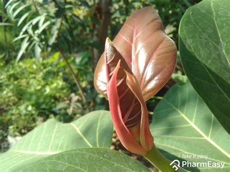 Banyan: Benefits, Uses, Side Effects & More | PharmEasy