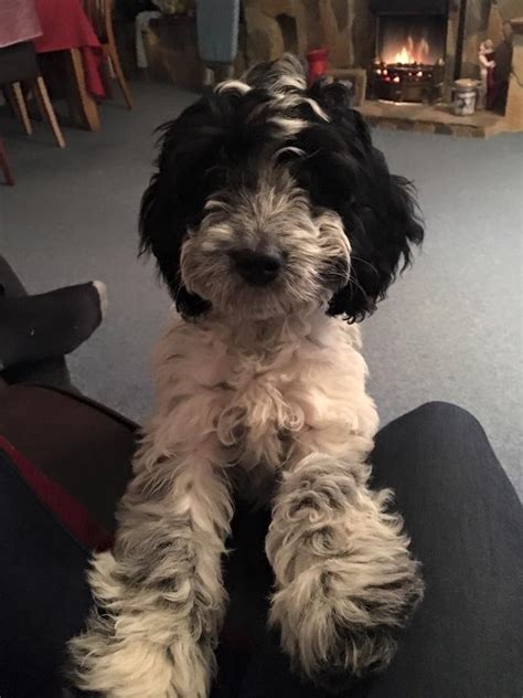 Image result for White Cockapoo