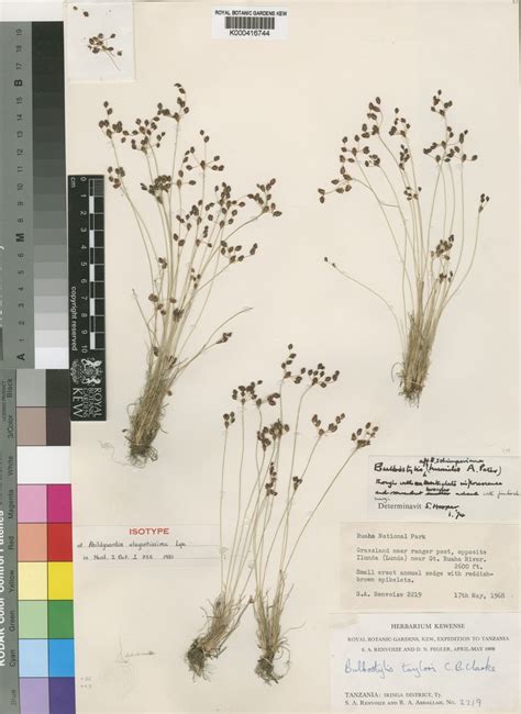 Bulbostylis elegantissima (Lye) R.W.Haines | Plants of the World Online ...