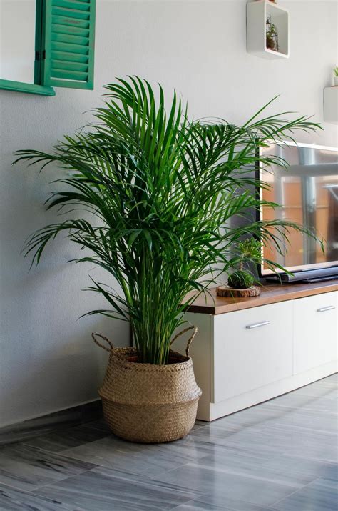 6 Common Areca Palm Problems: Solutions Revealed