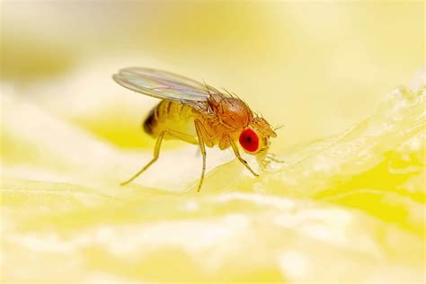 Fruit Fly Control: Get Rid of Fruit Flies Effectively