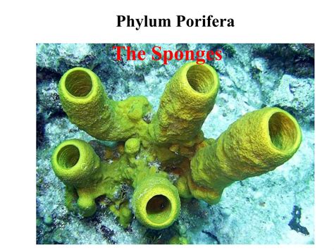 Phylum Of Sponges