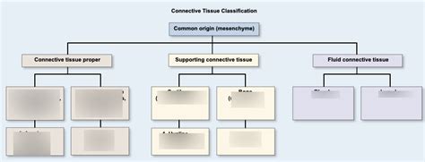 connective tissue Diagram | Quizlet