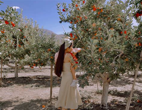 Apple Picking in Southern California: Los Rios Rancho in Oak Glen ...