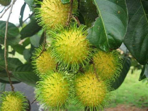 EaglesFord Rare Exotic Tropical Fruit Live Plant - Dwarf Rare Yellow ...