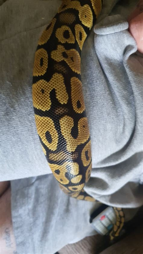Ball Python Weight Gain 的图像结果