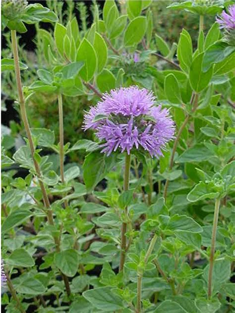 Monardella villosa (Coyote Mint)