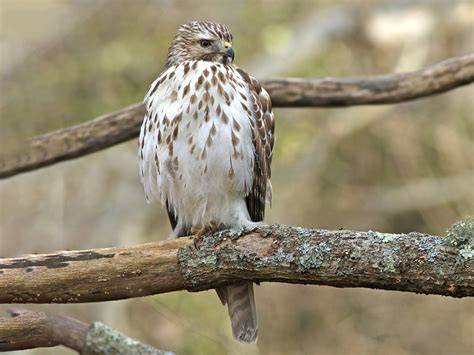 Juvenile Red Shouldered Hawk