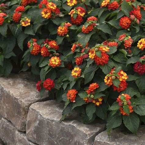 National Plant Network Red Lantana Bloomify Red in 2.5-in Planter ...