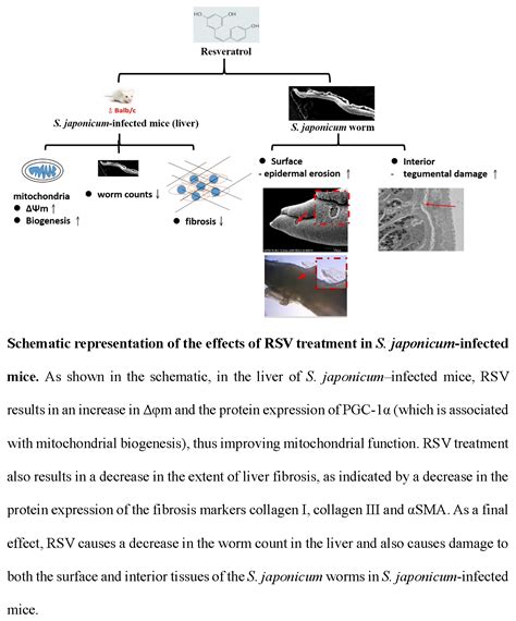 Improvement of Mitochondrial Activity and Fibrosis by Resveratrol ...