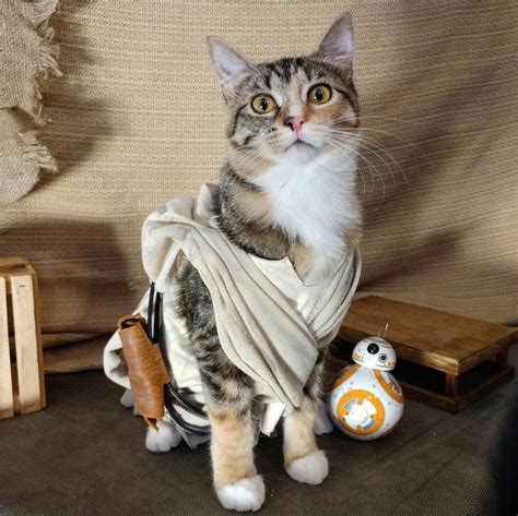 Star Wars Cat Costumes
