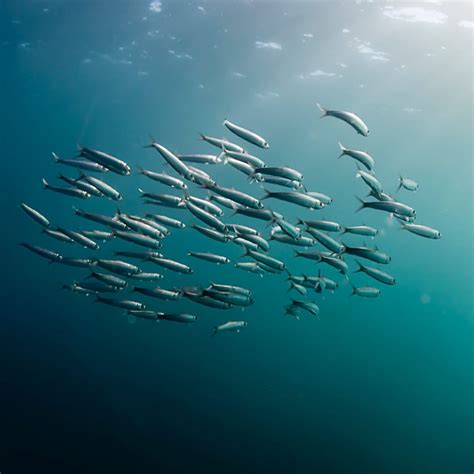 Image result for Random Happy Facts