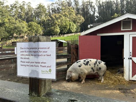 Bird flu fears halt animal feeding at Tilden Little Farm