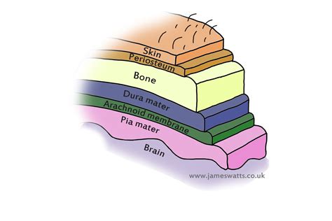 Meninges, CSF & Venous Drainage - VetSci