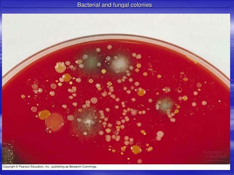 Image result for Course Prokaryotes