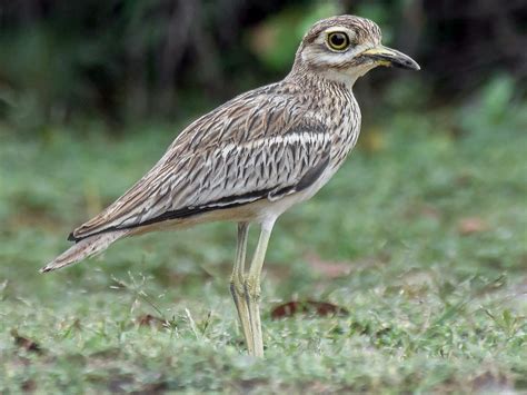 Indian Thick-knee (Indian Stone-curlew) - eBird