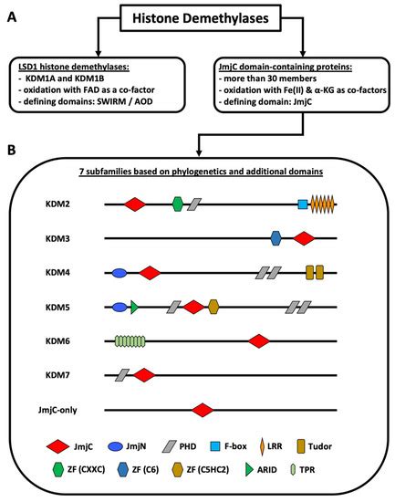 Biomolecules | Special Issue : Jumonji Domain-Containing Proteins in ...