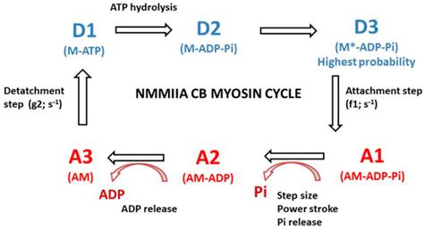 Statistical Mechanics of Non-Muscle Myosin IIA in Human Bone Marrow ...