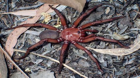 Euoplos dignitas: A New Species of Trapdoor Spider from Queensland ...