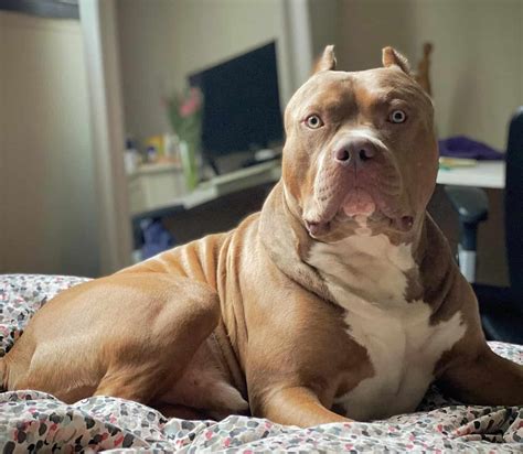 The Truth About the American Bully Dog Breed - K9 Web
