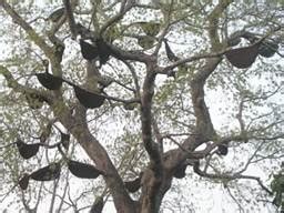 Honeybee Diversity, Role in Pollination and Beekeeping Scenario in ...