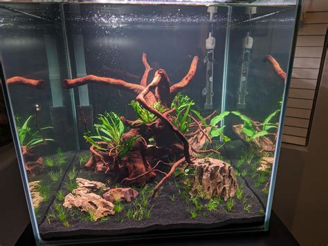 35 gallon cube stocking advice : r/Aquariums