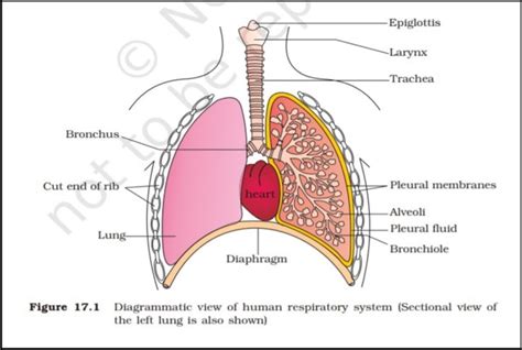 Breathing and Exchange of Gases Notes for NEET 2026