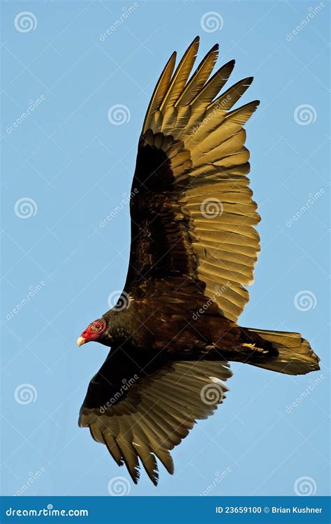 Turkey Vulture in Flight stock photo. Image of flying - 23659100