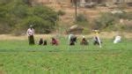 Latest news, opinion, analysis on dryland, Videos, photos, magazine ...