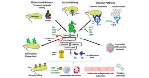 Image result for Complement System Components