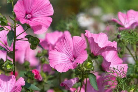 Mallow Flowers: Blooms That Transcend Ornamental Gardening – Ugaoo