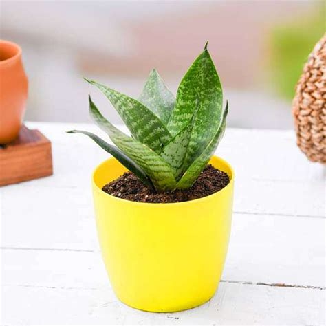 Buy Sansevieria trifasciata Hahnii, Snake Plant - Plant online from ...
