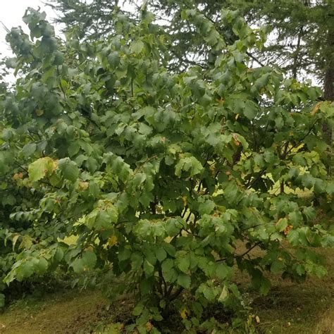 Image result for Hazelnut Tree Nut