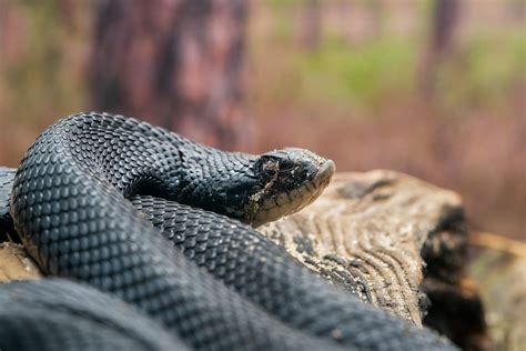 Hammocks Beach State Park: Sensational Snakes › North Carolina Science ...