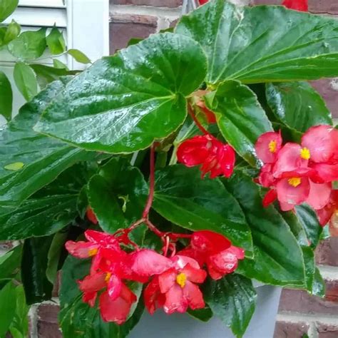Dragon Wing Begonia Plant Growing And Care Tips