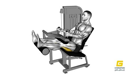 Lever Lying Leg Curl | Hamstring Curl Machine Exercise for Strength