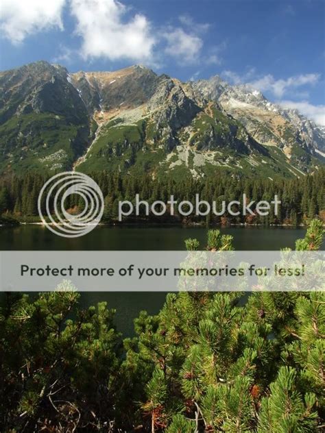 Ağaç Resimleri (4. Katalog) - Sayfa 23