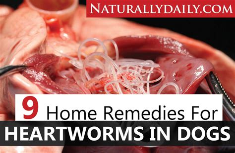 9 Home Remedies for Heartworms in Dogs and Prevention Tips - Naturally Daily