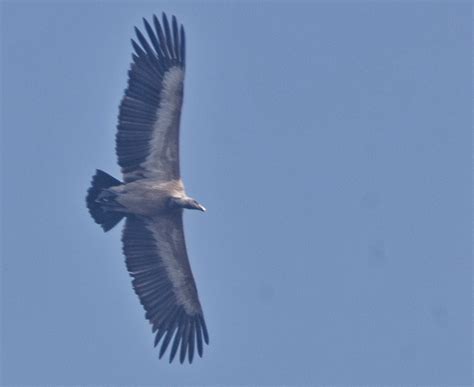 Long-billed Vulture,ભુખરો ગીધ, ગિરનારી ગીધ