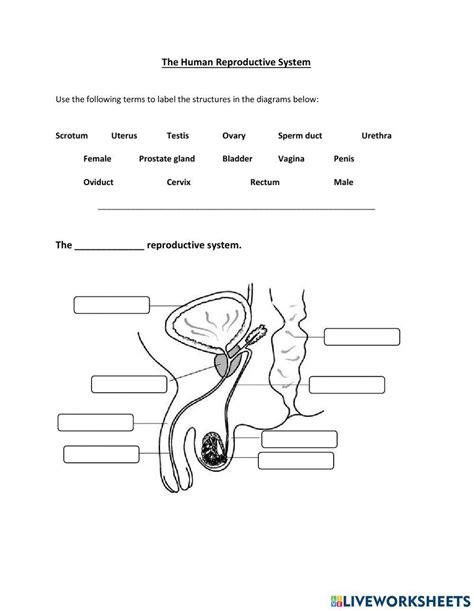 Image result for Human Reproduction Worksheet Grade 12 Biology PDF