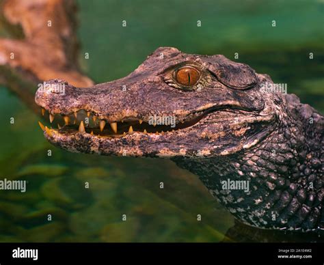 Full Grown Dwarf Caiman