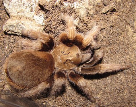 Bug Eric: Spider Sunday: Arizona Blonde Tarantula